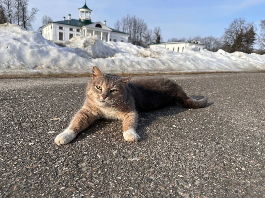 Ярославский музей потерял кота с пронзительным взглядом