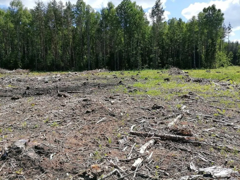 В Ярославской области арендатора оштрафовали за незаконную рубку леса