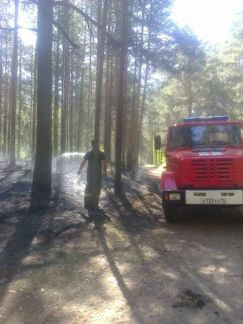 Лесной пожар в Ярославском районе потушен