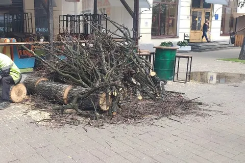 Депутат просит мэрию Ярославля заняться пеньками