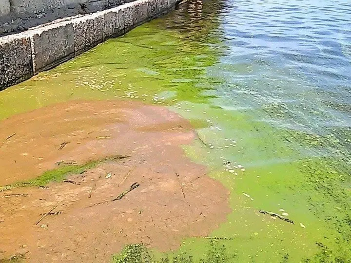 В Ярославле вода в Волге стала ядовито-зеленой