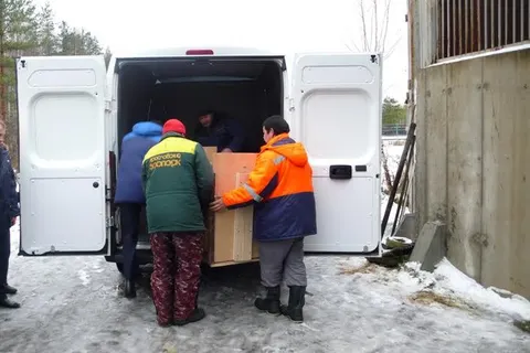 Ярославский зоопарк отправил в Иваново двух белых львят