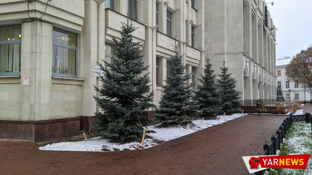 Возле ярославского правительства за 1,3 млн пересадили голубые ели