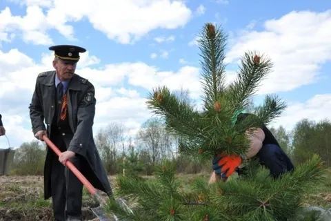 На родине Ушакова в Рыбинском районе посажено четыреста молодых сосен
