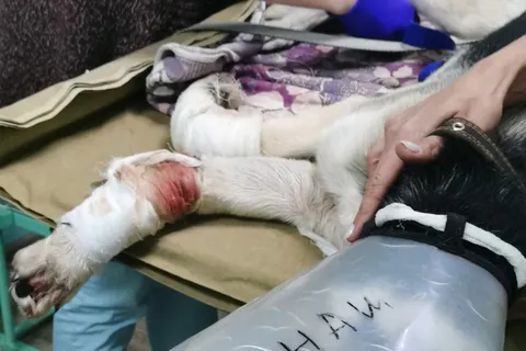 Ярославцы всем миром спасают собаку с перерубленными лапами
