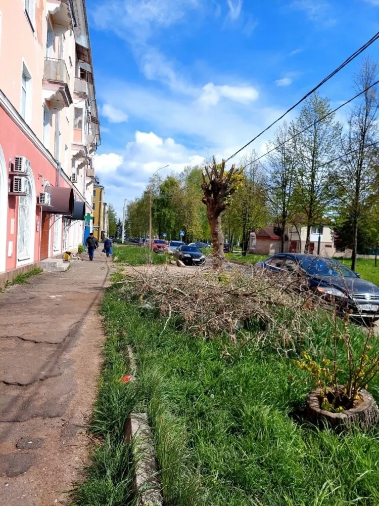 Рыбинцы жалуются на спиленные, но неубранные деревья на тротуаре 