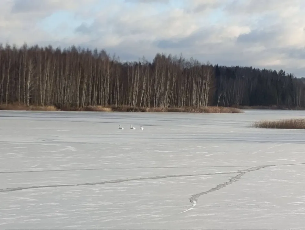 Ярославцы переживают из-за ледяного плена лебедей