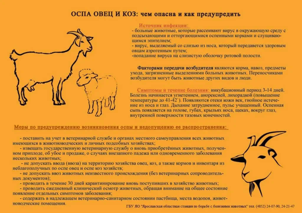 В Ярославском районе предупредили об оспе овец и коз