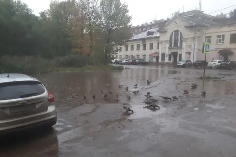 Символом спальных районов Ярославля предлагают сделать уточек