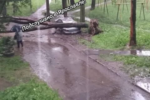 В Ярославле дерево упало на дом