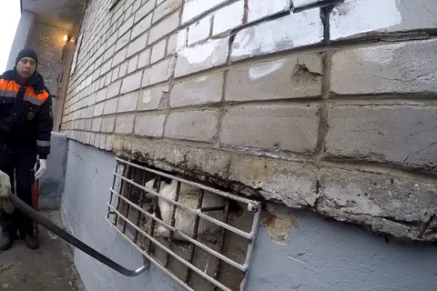 В Ярославле провели операцию по спасению собаки-узника: кадры