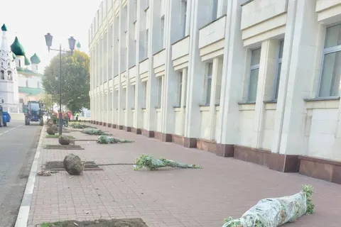 В Ярославле вместо погибших лип сажают клены
