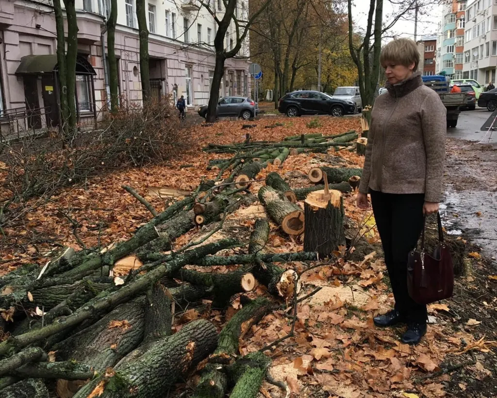 Мэрии Ярославля внесено представление прокуратуры за вырубку кленовой аллеи