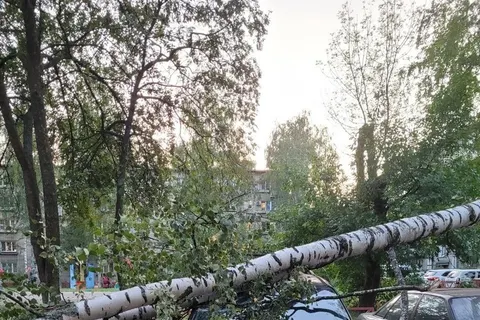 В Ярославле дерево рухнуло на автомобиль