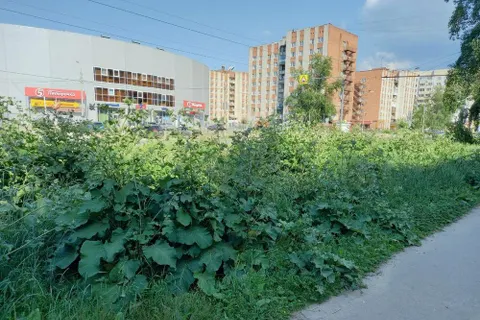 Власти Ярославля вырастили рекордный урожай репейника