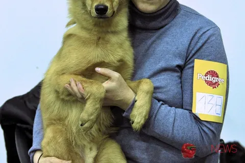 В Ярославле на ринг вышли дворняжки. Фоторепортаж