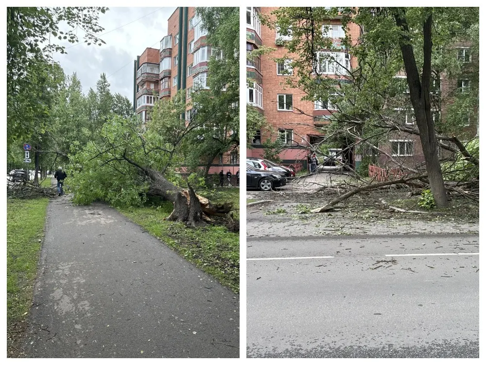 В центре Ярославля рухнуло огромное дерево