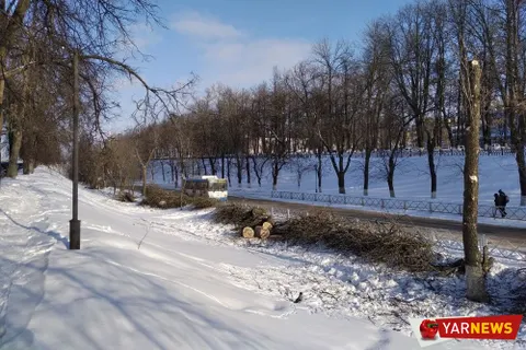 В Ярославле с болезнью деревьев решили бороться кардинально – вырубкой