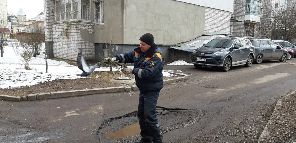 В Ярославле спасатели освободили голубя от «елового буксира»