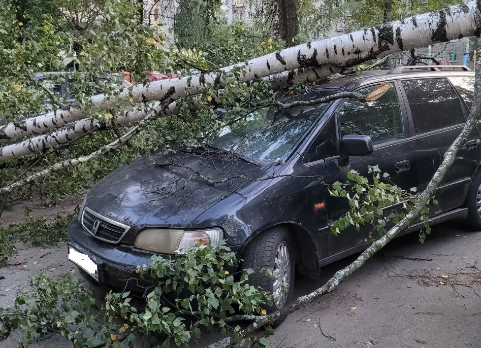 В Ярославле дерево рухнуло на автомобиль
