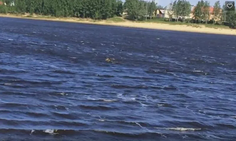 В центре Рыбинска лось-спортсмен устроил заплыв: видео