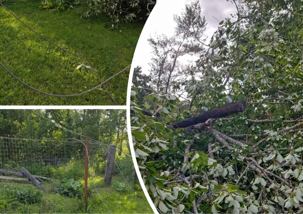 Под Даниловом ураган повалил деревья