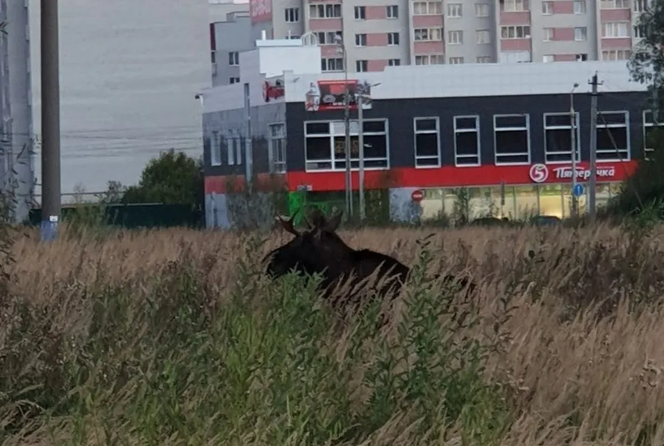 «Прячется от охотников»: ярославцы сфотографировали в Брагино крупного лося