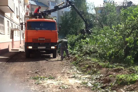 Во дворах Ярославля идет тотальная вырубка деревьев