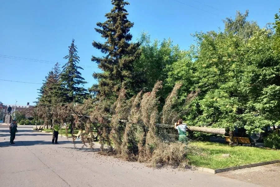 В Рыбинске на Аллее Славы спилили ель