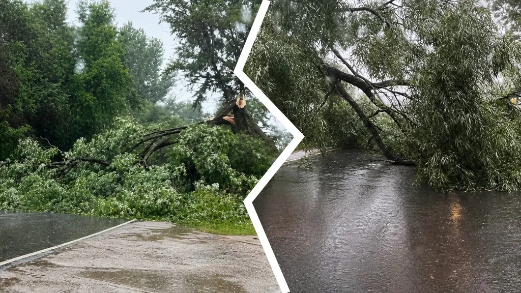 В Ярославле на дороги упали деревья