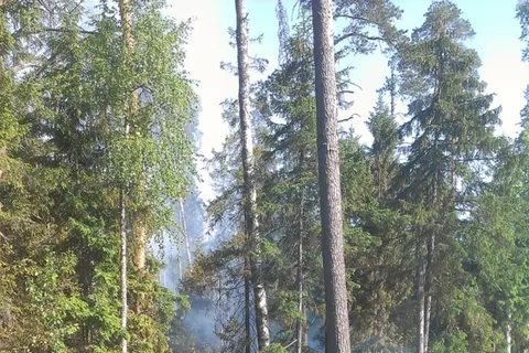 В Ярославской области введен особый противопожарный режим