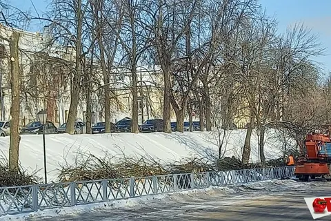 В Ярославле с болезнью деревьев решили бороться кардинально – вырубкой