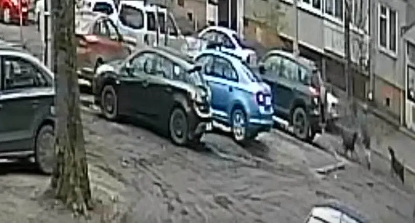 Бастрыкин ждет доклада о нападении собак на ребенка в Ярославле  