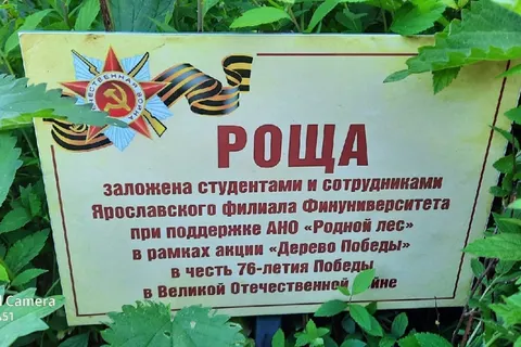 В Ярославле заросла крапивой роща, заложенная в честь 76-летия Победы