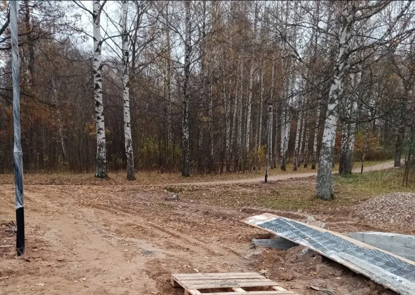 В Павловской роще Ярославля к зиме высадят хвойные деревья