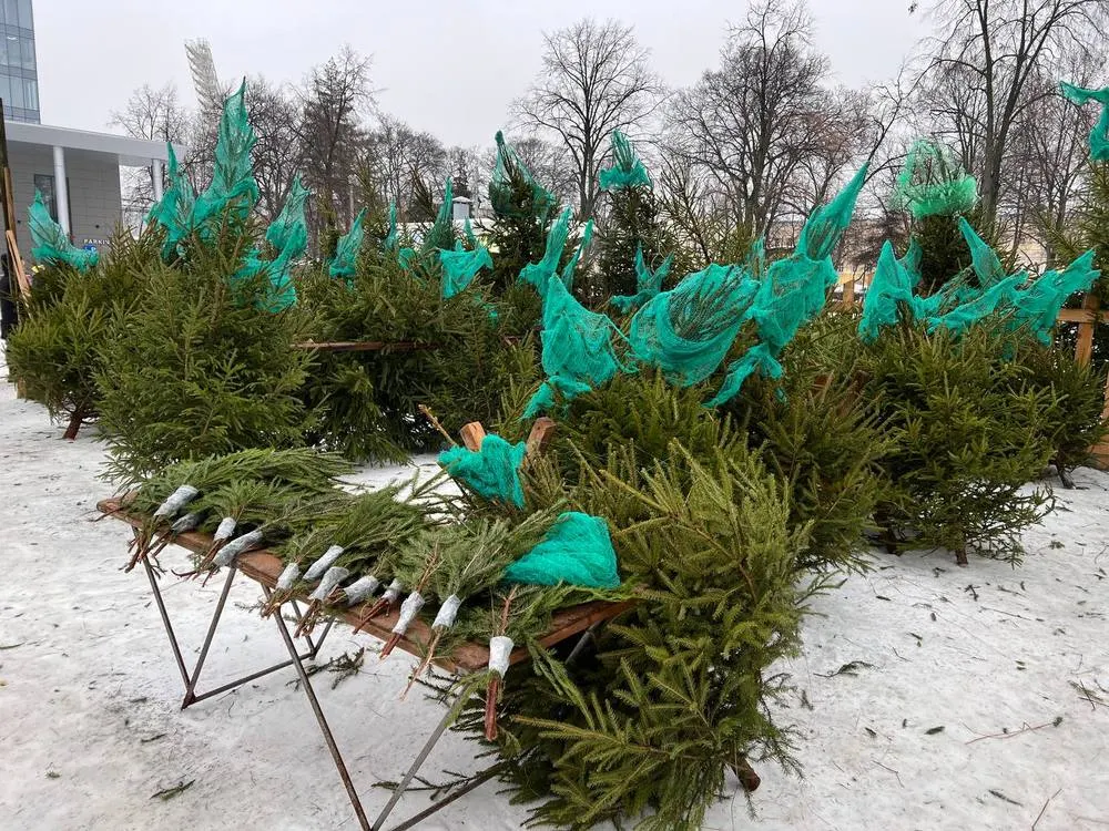 В Ярославле открылись елочные базары