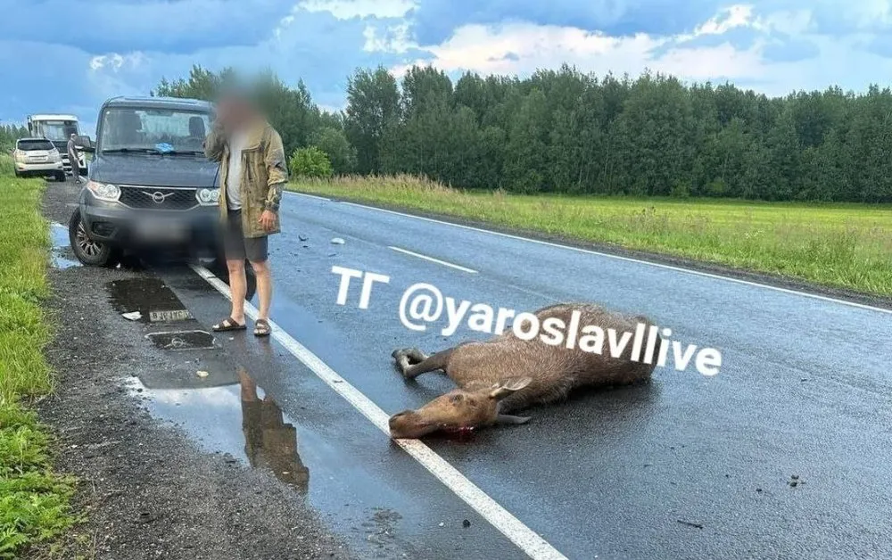 Возле Вятского после столкновения с машиной погиб лось 