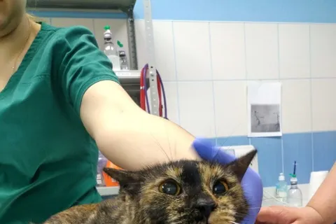От голода едят собственных котят: в Ярославле спасают обитателей котоквартиры