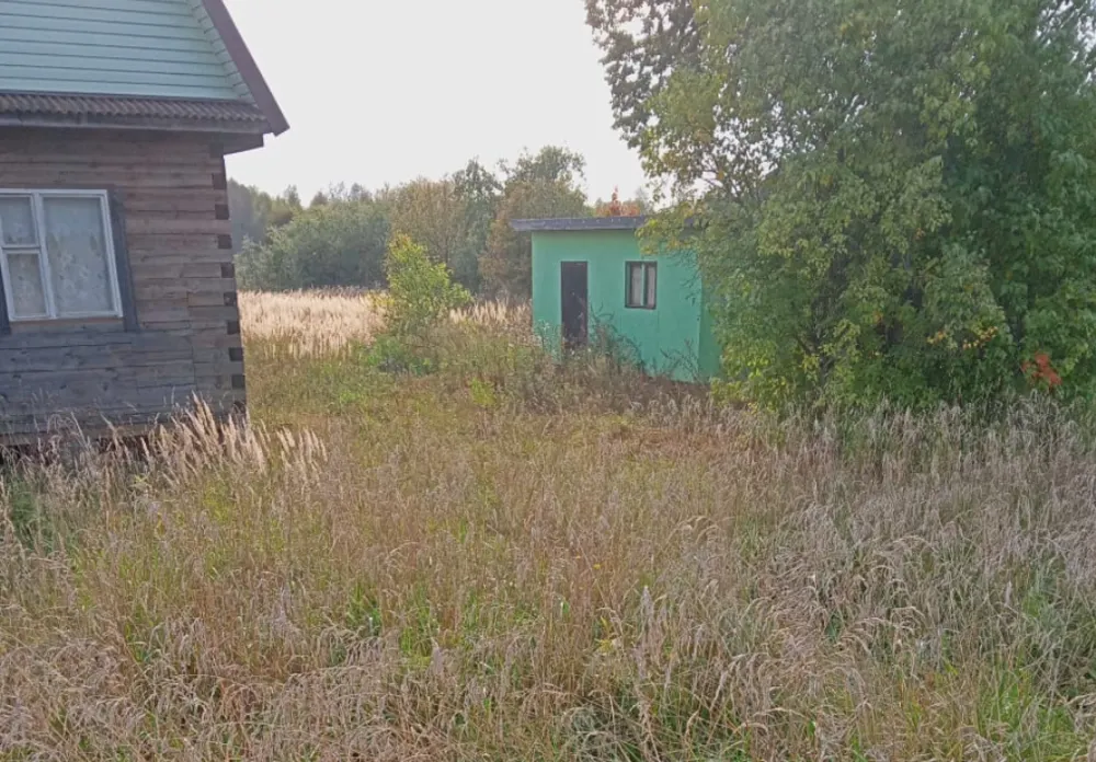 Жители ярославской деревни просят депутатов спасти собак от их хозяйки