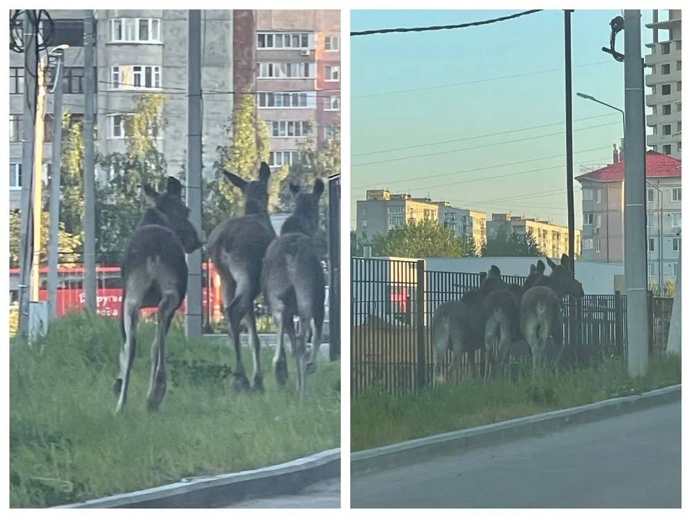 По Ярославлю разгуливают «банды лосей»