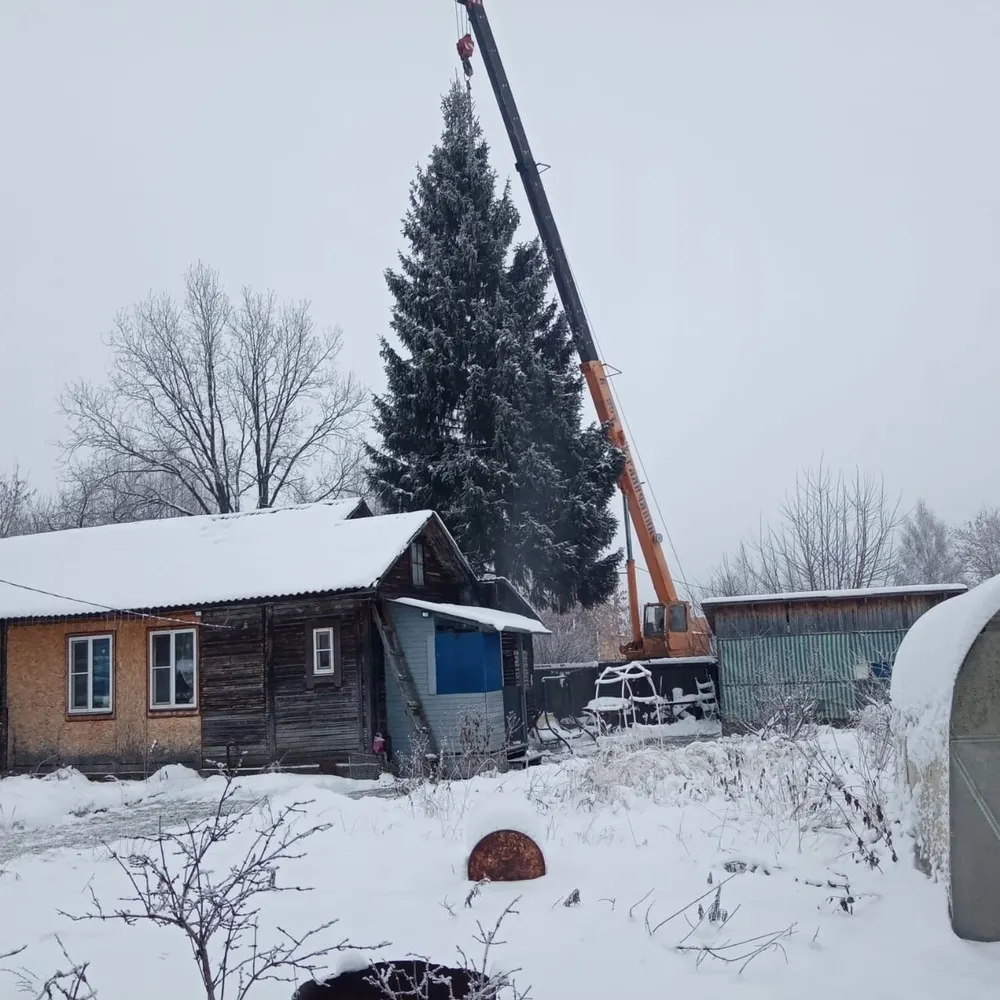 В Заволжском районе Ярославля объявили поиски достойной новогодней ели