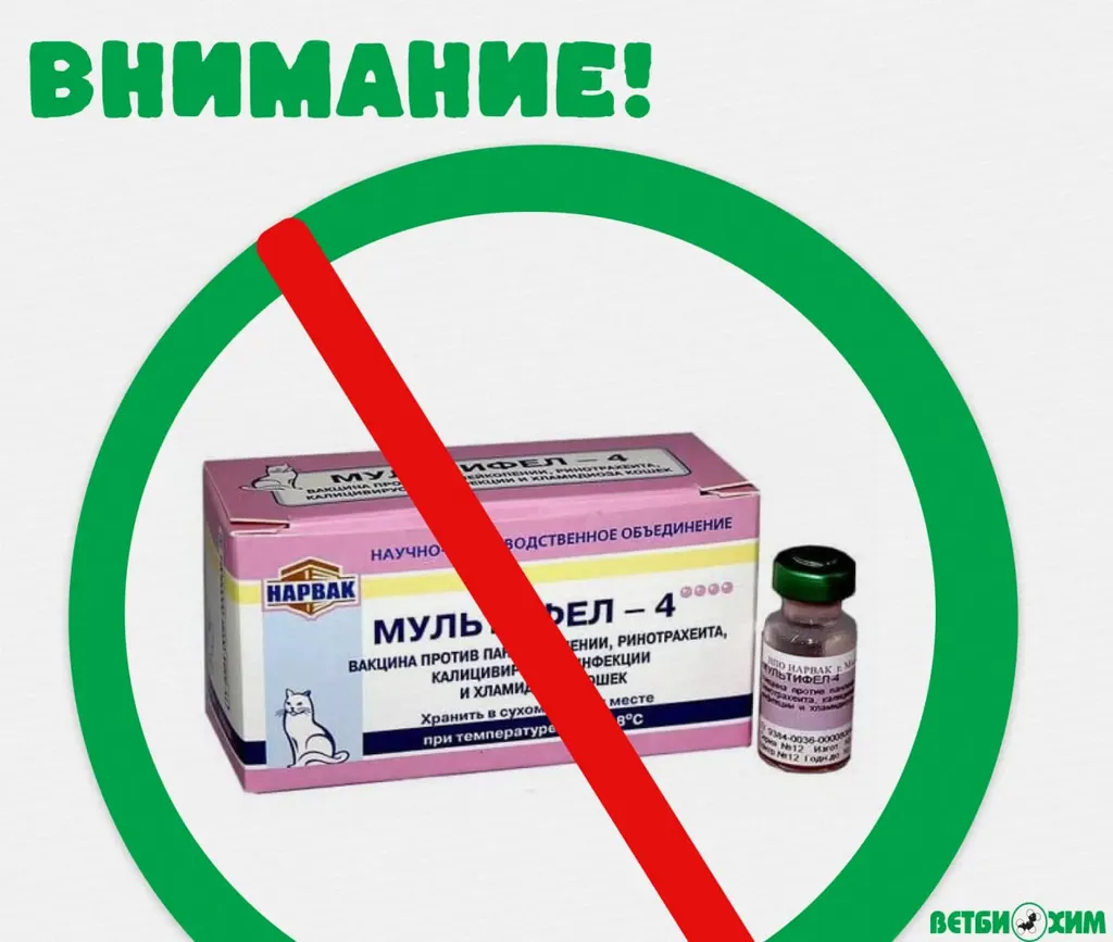 Производитель вакцины для кошек оценил возможные побочные эффекты