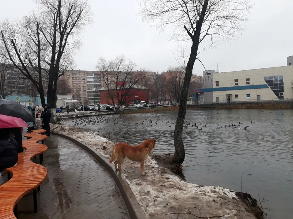 Брагинцы недовольны расплодившимися утками в ярославском парке