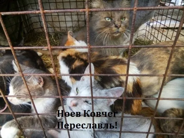 Приют «Ноев ковчег» под Переславлем проверит полиция