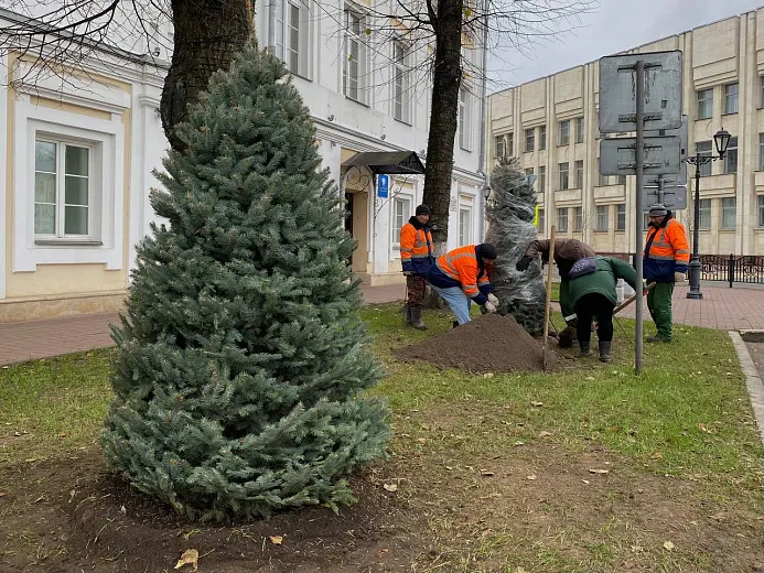 На центральных площадях Ярославля высадят голубые ели