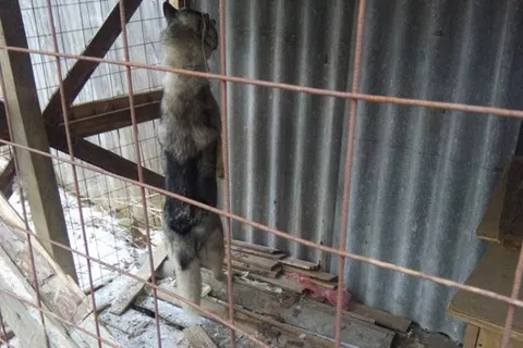 На повесившего собаку в Туношне заведено уголовное дело