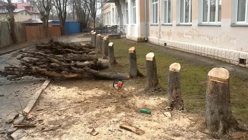 По факту очередного спила деревьев в Переславле проведут проверку