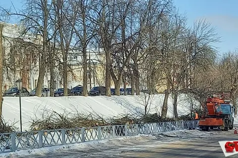 В Ярославле с болезнью деревьев решили бороться кардинально – вырубкой