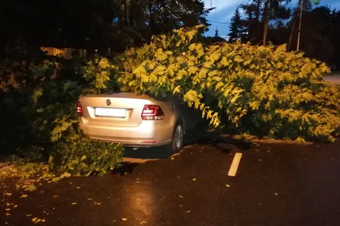 В Ярославле ураганный ветер повалил несколько деревьев: фото