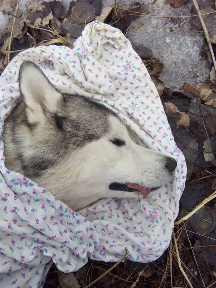 На повесившего собаку в Туношне заведено уголовное дело